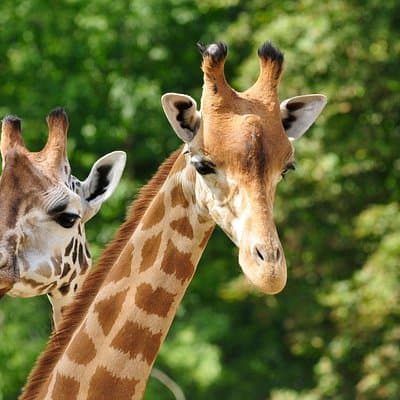 Day tour to Giraffe Center and Karen Blixen Museum