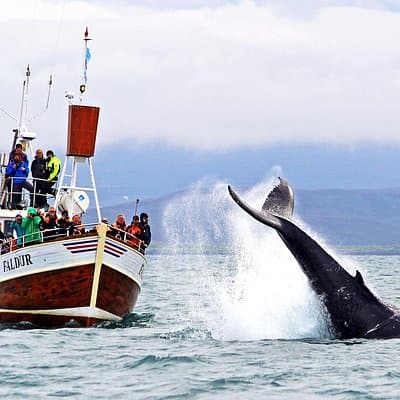 Traditional Whale Watching from Húsavík by Local Family Company
