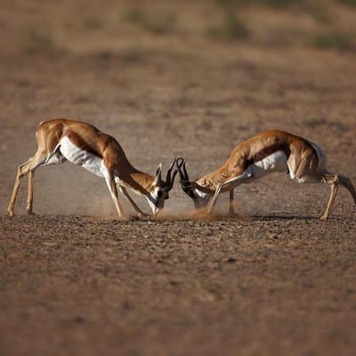 Aquila Big Five Game Reserve Safari with options from Cape Town