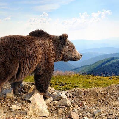 Bear Sanctuary and Bran Castle with a Professional Licensed Guide—Day Trip