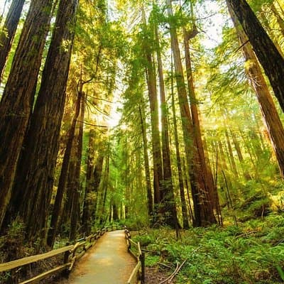 Golden Gate Bridge Muir Woods Sausalito with Optional Alcatraz