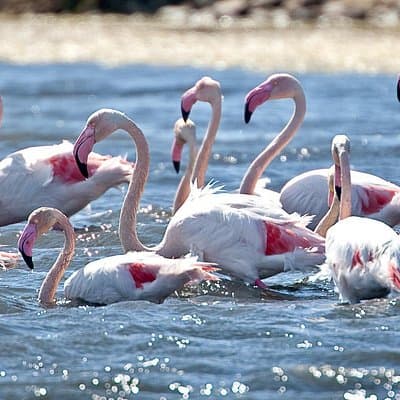 Cagliari E-Bike Tour: Gulf, Canals & Flamingos at Molentargius