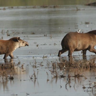 Discovering wildlife of the Chaco