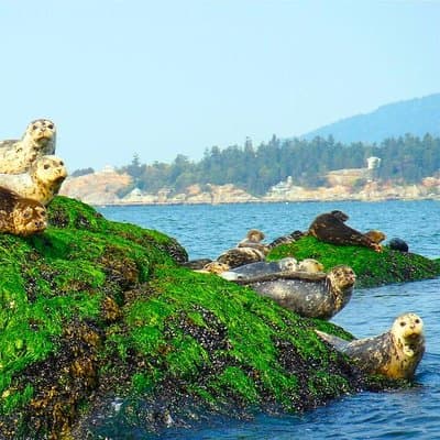 Vancouver City and Seal Colony Scenic Boat Tour