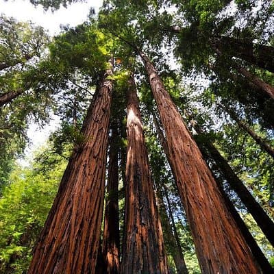 Muir Woods and Sausalito Morning Tour Small-Group Half Day