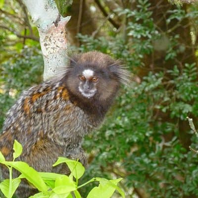 Tijuca National Park and Botanic Garden Guided Tour & Transfer