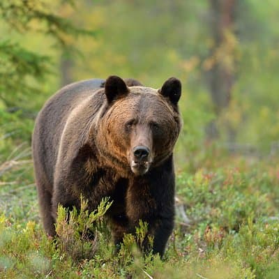 Karpatenwildnis : Ein Wilderlebnis ab Brașov