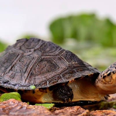 Corsica A Cupulatta Turtle Park Entrada sin colas
