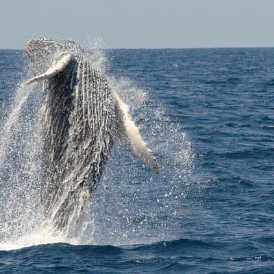 San Diego Whale Watching Cruise