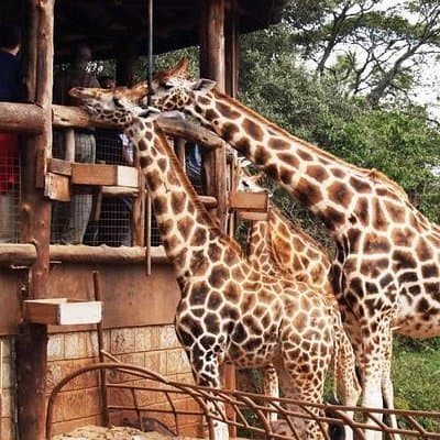 Karen Blixen Museum & Giraffe Centre Half day tour