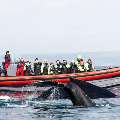 Big Whales & Puffins RIB boat tour from Húsavík