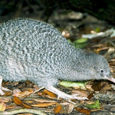 Overnight Experience Tour on Kapiti Island