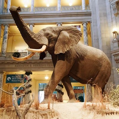 Smithsonian Museum of Natural History Small Group Tour: 8ppl Max