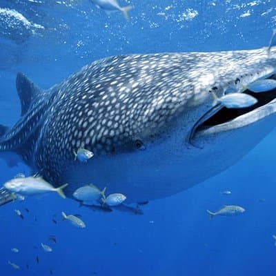 Whale Sharks Small-Group Tour in Cancun and Riviera Maya