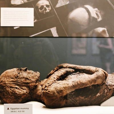 Smithsonian Museum of Natural History - Exclusive Guided Tour