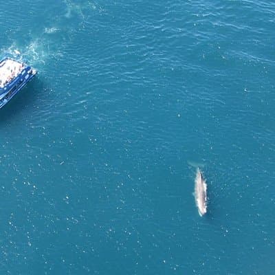 Kaikoura Whale Watch Day Tour from Christchurch