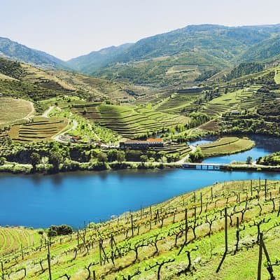 Douro Valley Small Group Tour: 2 Wineries, Lunch & River Cruise