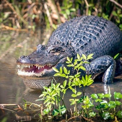 New Orleans Self-Transport Swamp and Bayou Boat Tour