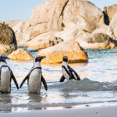 Private Tour: Cape of Good Hope and Cape Point from Cape Town