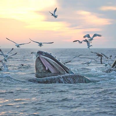 City Cruises Boston Whale Watching Cruise by High-Speed Boat