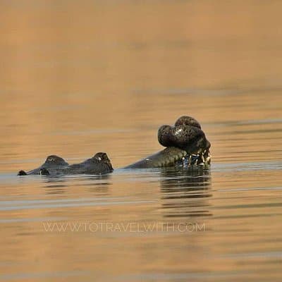 Chambal River Safari