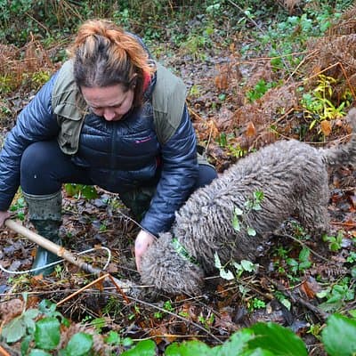 Truffle Hunting Experience with Lunch in San Miniato