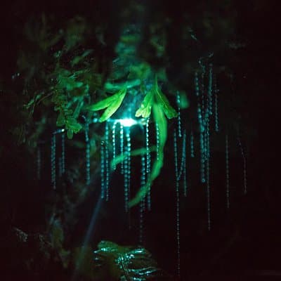 Nocturnal adventure Glow-worm tour