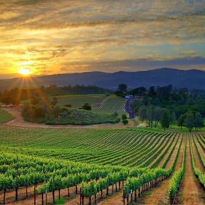 Lebanon Wine Tasting Tour From Beirut (Entrance Fee Included)