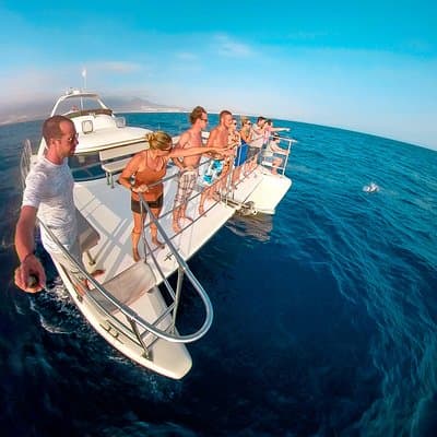 Whale and Dolphin Watching Catamaran with Transfer and Buffet