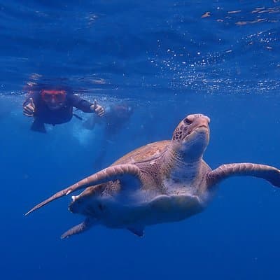 Tenerife: Turtle and Dolphin Kayak Tour with Snorkel and Wetsuit