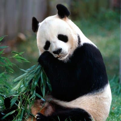 Beijing: Half Day Tour to Panda House and Summer Palace