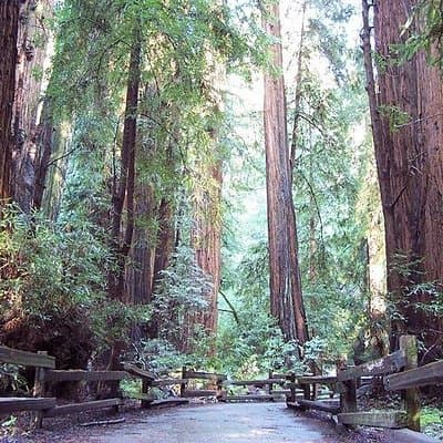 From San Francisco: Guided Tour to Muir Woods and Sausalito