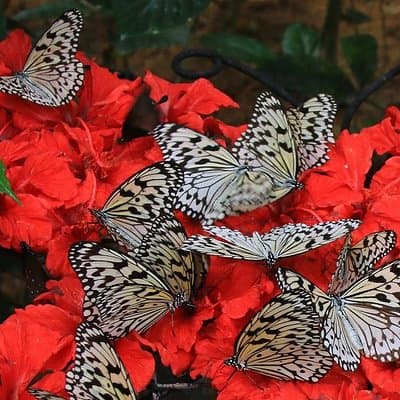 Malaysia: Discover Nature's Wonders with Entopia Entry Ticket
