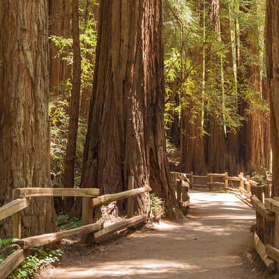 Muir Woods and Sausalito Small Group Tour