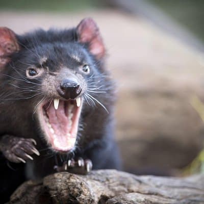 Port Arthur, Tassie Devils, Richmond & Tasman Peninsula
