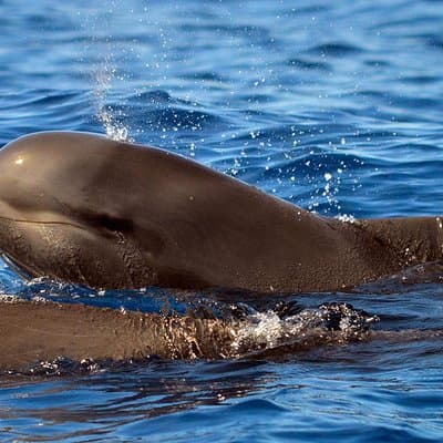 Whale Watching Eco-Adventure from Costa Adeje