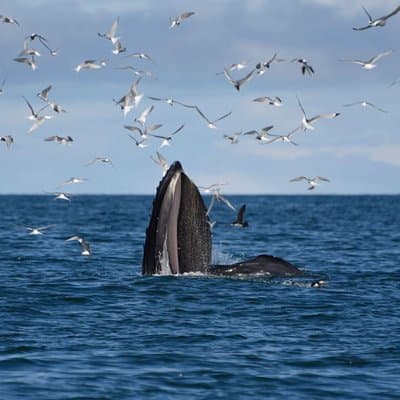 The Original Classic Whale Watching from Reykjavik