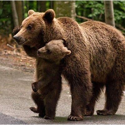 One day trip Bear Sanctuary, Dracula Castle, Rasnov Fortress from Brasov