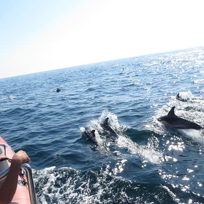 Observation of dolphins