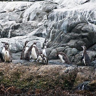 Penguin Watching Navigation Cachagua Lunch From STGO Private Tour