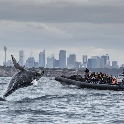 Sydney Whale-Watching on EXTREME Speed Boat