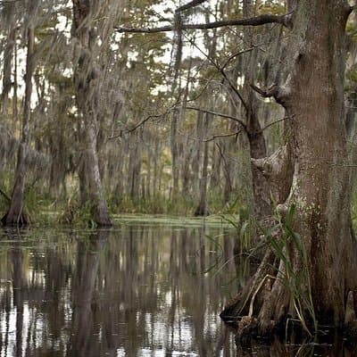 New Orleans Swamp Tour Boat Adventure