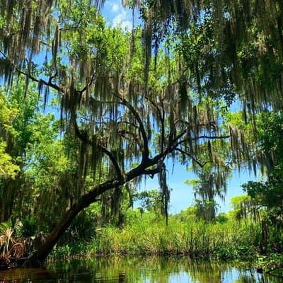 Large Airboat Swamp Tour with Transportation from New Orleans