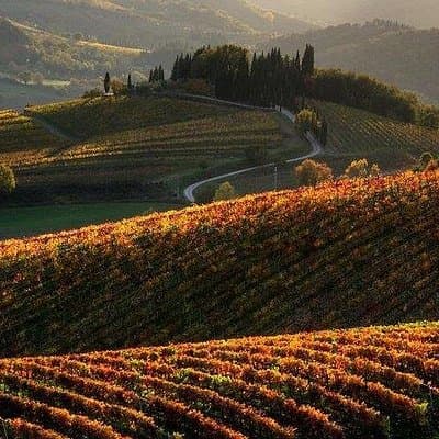 Chianti Half-day Wine Tour in the Tuscan's Hills from Pisa