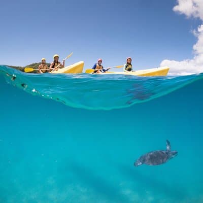 Kayaking with Dolphins in Byron Bay Guided Tour