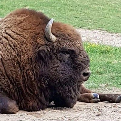 Day trip from Brasov: Bison reserve & traditional lunch