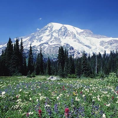 Mt. Rainier Day Tour from Seattle