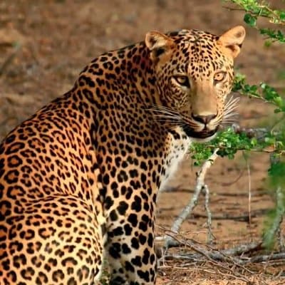 Yala Safari Private Day Trip with Return Transport -All Inclusive