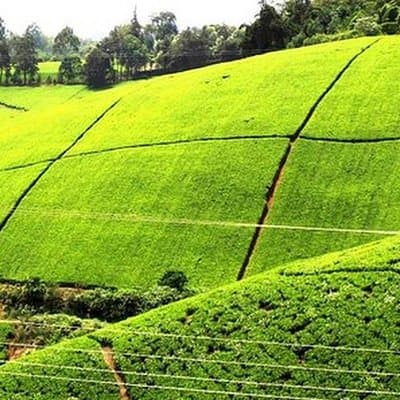 Nairobi to Kiambethu Tea Farm Tour