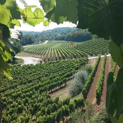 Wine Tour - The Best of Istria